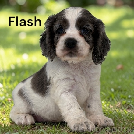 puppy, for, sale, Cocker Spaniel, Joe & Cherri  Overlease, dog, breeder, Miller, MO, dog-breeder, puppy-for-sale, forsale, nearby, find, puppyfind, locator, puppylocator, aca